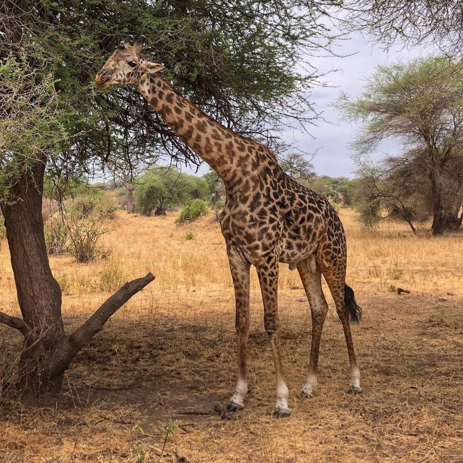 Amboseli Cultural Camping Esterno foto